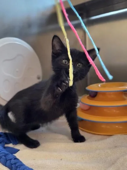 A baby small-sized male Domestic Short Hair cat named Bulldozer for adoption in Westland, MI