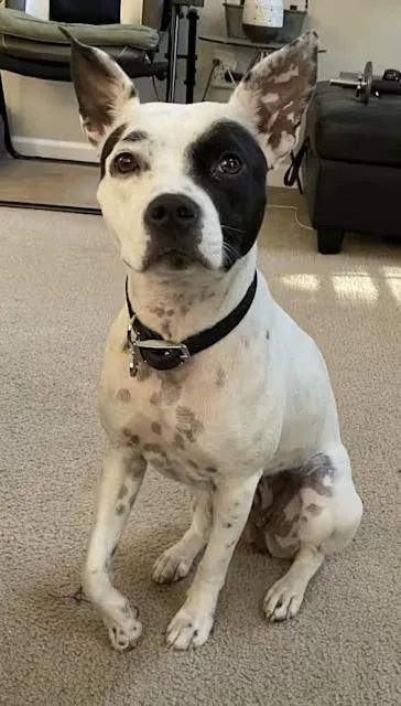 An adult medium-sized female Dalmatian dog named Oreo for adoption in Decatur, GA