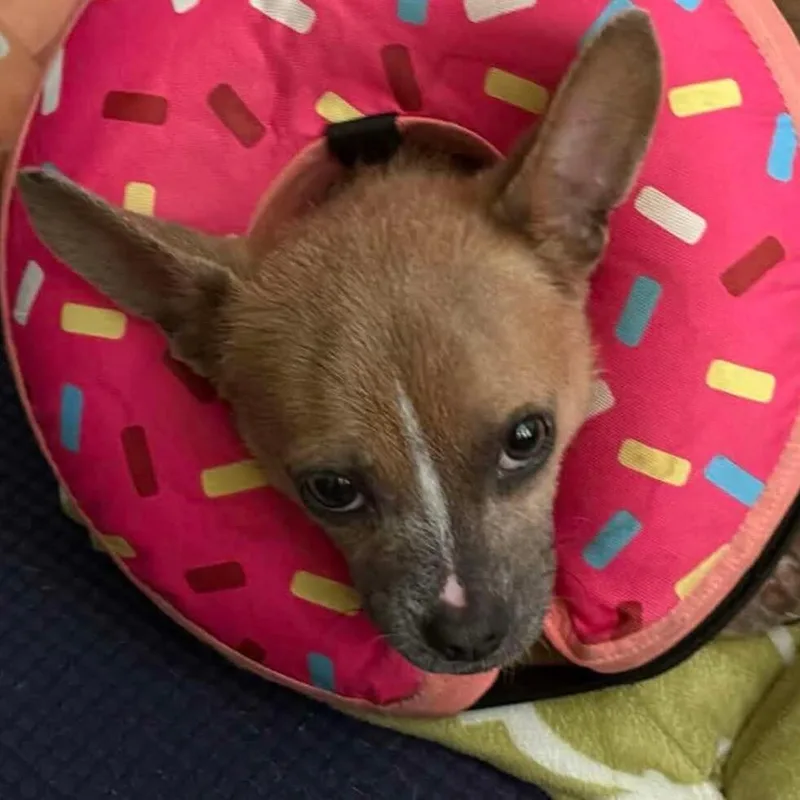 Nudella D Arriving thumbnail 2