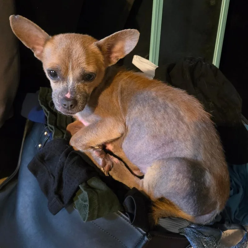 Nudella D Arriving thumbnail 3