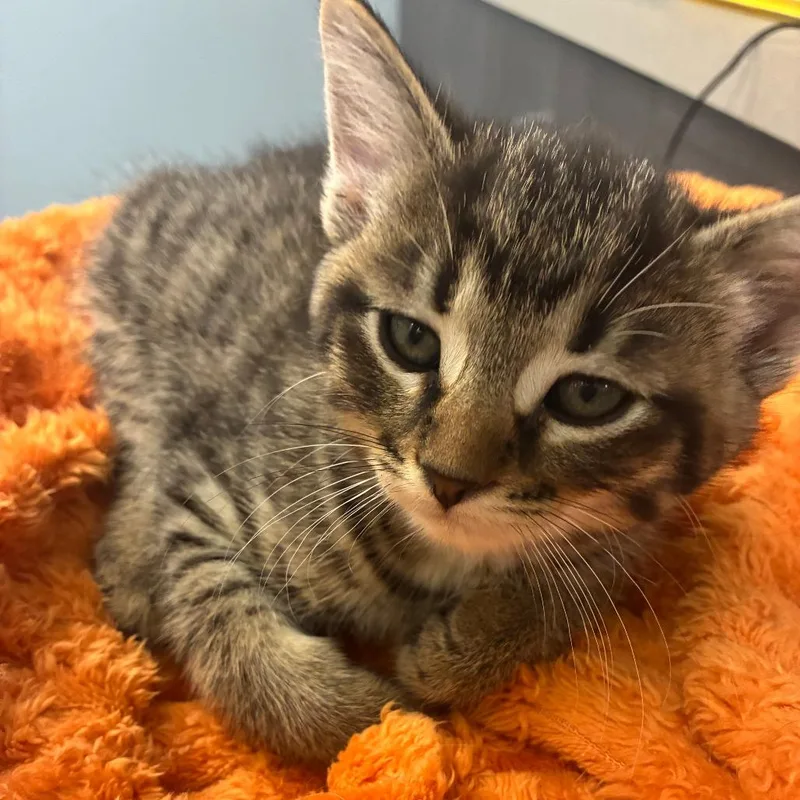 A baby small-sized male Brown / Chocolate Domestic Short Hair cat named Cinnabon for adoption in Oak Park, IL