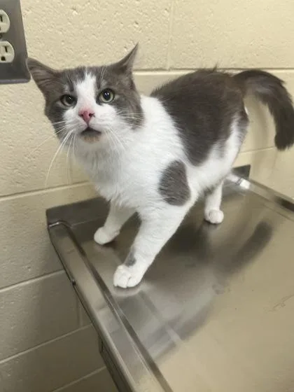 An adult large-sized male Domestic Short Hair cat named Wallace for adoption in Westland, MI