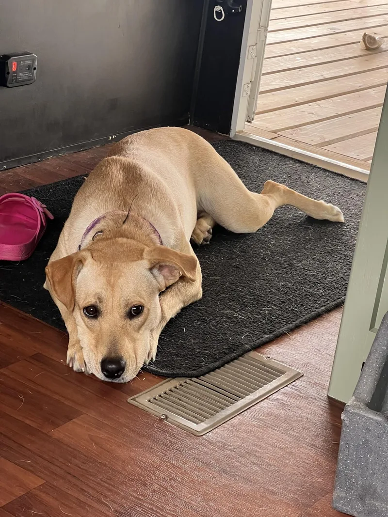 A young medium-sized female Mixed Breed dog named Charday for adoption in Sioux Falls, SD