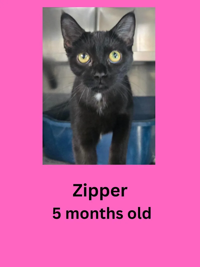 A young small-sized female Black Domestic Short Hair cat named Zipper for adoption in Ravenna, OH