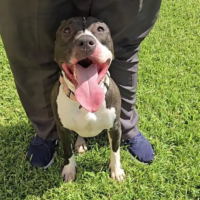 A young large-sized female American Staffordshire Terrier dog named Daisy for adoption in Wylie, TX