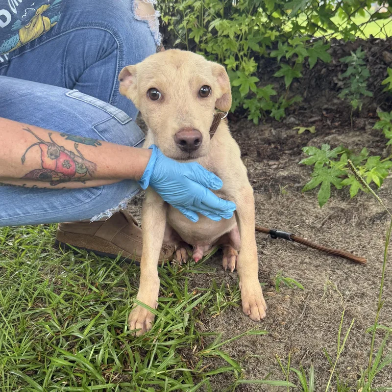 Iggy Shy survivor looking