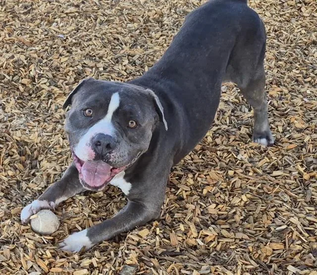 An adult large-sized male Pit Bull Terrier dog named Lenovo for adoption in Albuquerque, NM