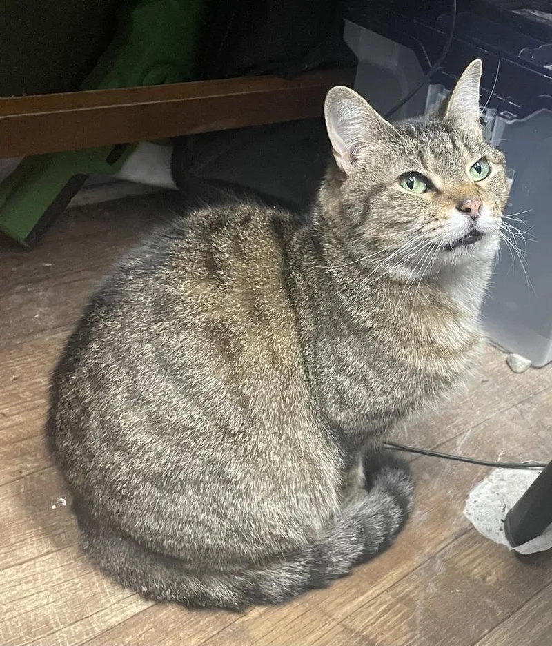 An adult large-sized female Tabby cat named Nami for adoption in Evansville, IN
