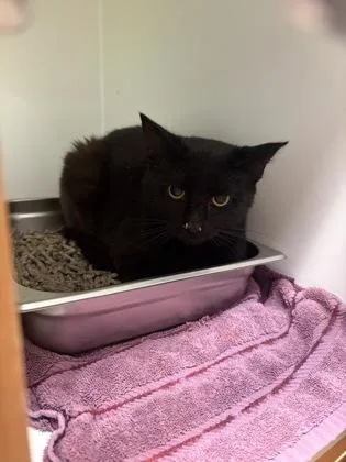 An adult small-sized male Domestic Short Hair cat named Banksy for adoption in Fairfax, VA