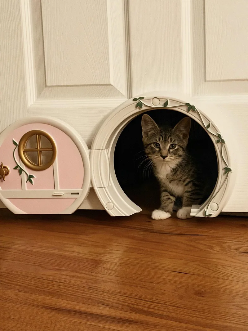 A baby small-sized male Domestic Short Hair cat named Messi for adoption in Philadelphia, PA