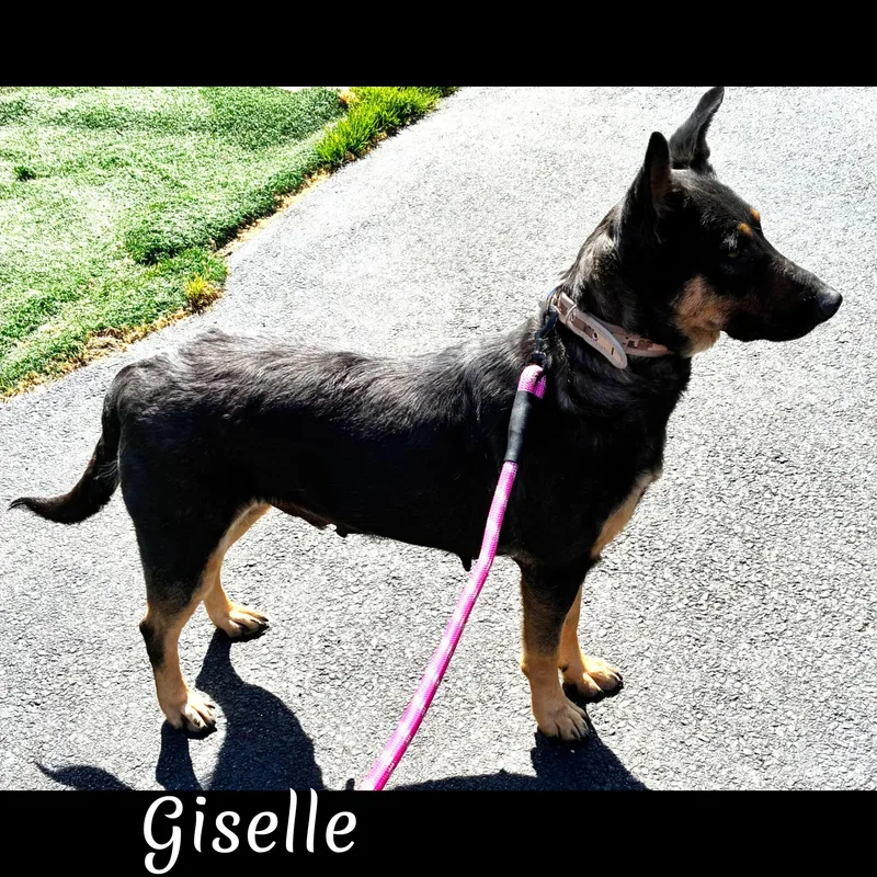 Giselle thumbnail 4