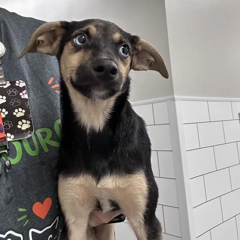 A baby small-sized female Black Hound dog named Precious for adoption in Morganton, NC