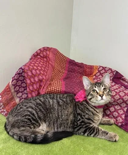 A baby medium-sized female Domestic Short Hair cat named Sienna for adoption in Picayune, MS