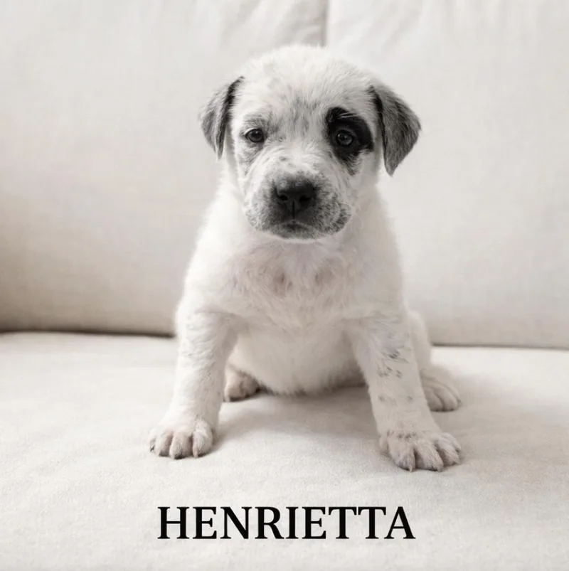 Henrietta thumbnail 4