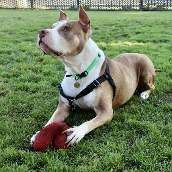 A senior large-sized male Pit Bull Terrier dog named Rolo for adoption in Oakland, CA