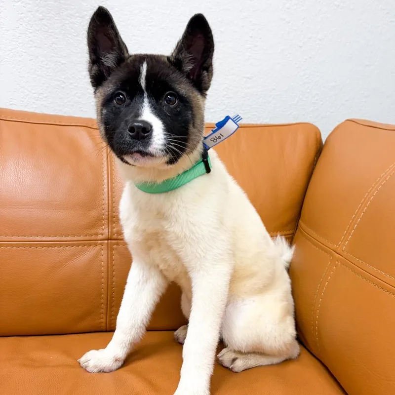 A baby small-sized female Akita dog named Minnie for adoption in Parker, CO