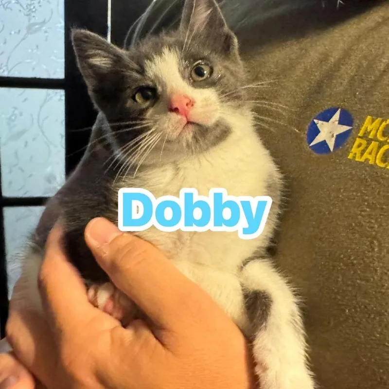 A baby small-sized male Gray / Blue / Silver Domestic Short Hair cat named Dobby for adoption in Huntington, WV