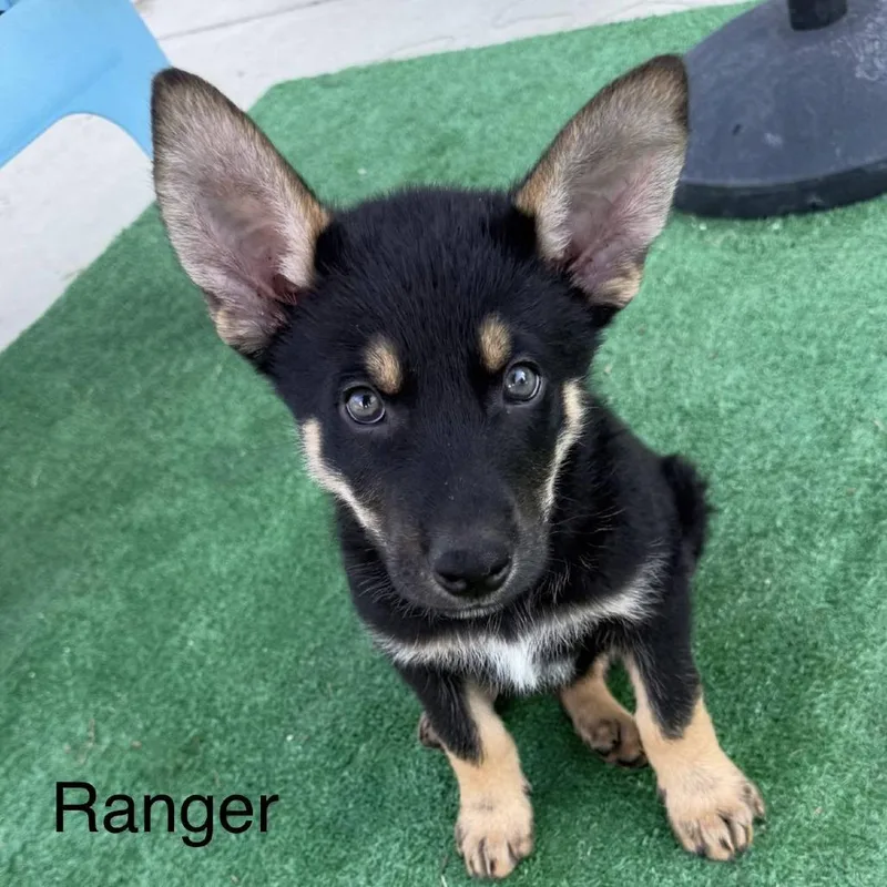Ranger thumbnail 3