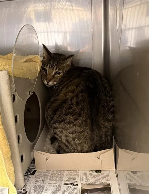 An adult medium-sized male Domestic Short Hair cat named Hudson for adoption in Castaic, CA