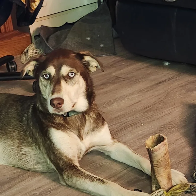 An adult small-sized female Brown / Chocolate Husky dog named Remington D for adoption in Princeton, MN