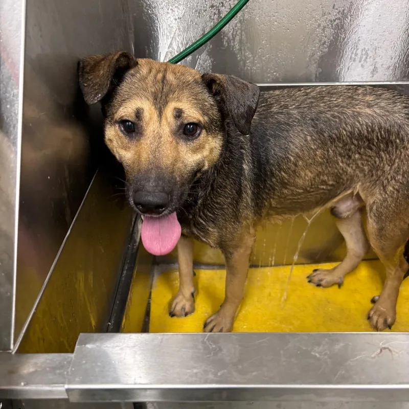 An adult medium-sized male Brown / Chocolate Shepherd dog named Porky for adoption in Galax, VA