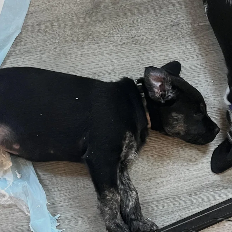 A young medium-sized male Black Hound dog named Gene for adoption in Calabash, NC