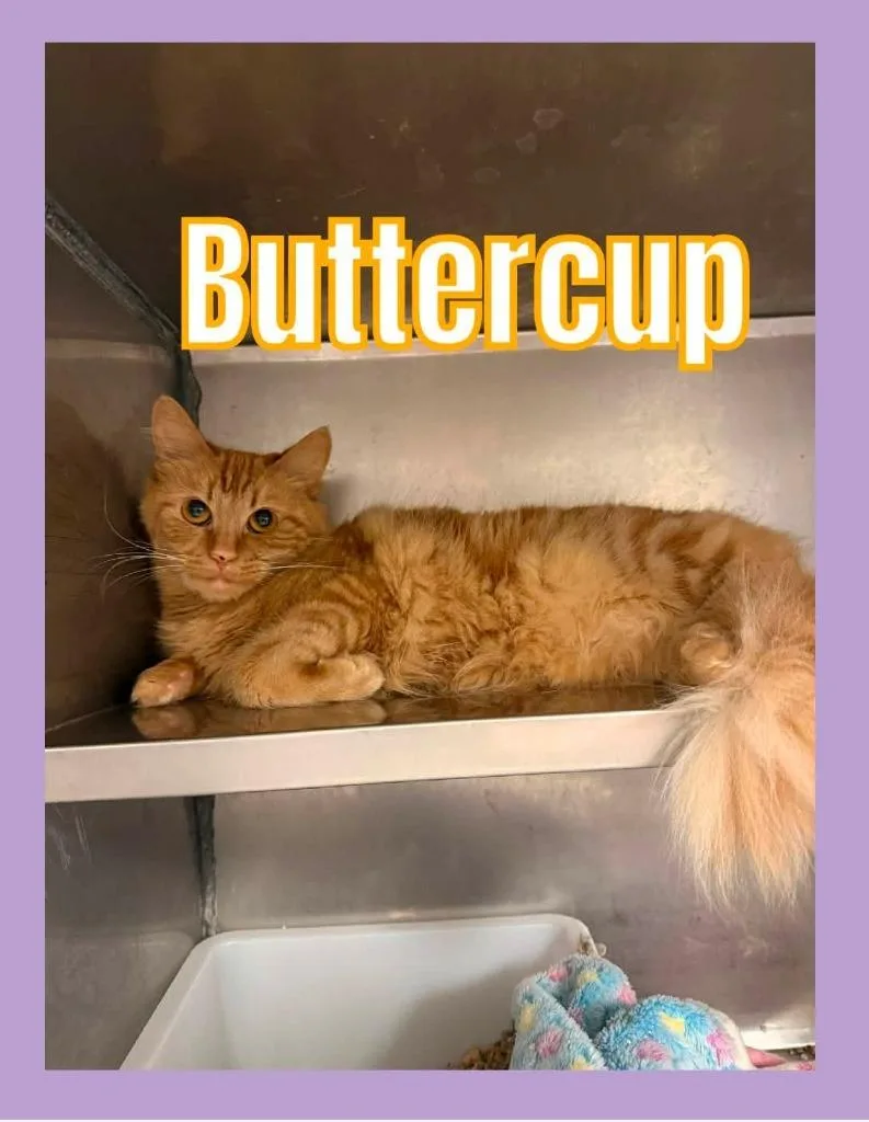 A young large-sized female Domestic Long Hair cat named Buttercup for adoption in Bossier City, LA