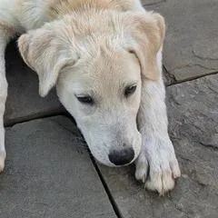Rye