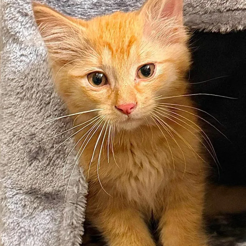 A baby small-sized male Orange / Red Domestic Short Hair cat named Sunny for adoption in Forest Park, IL