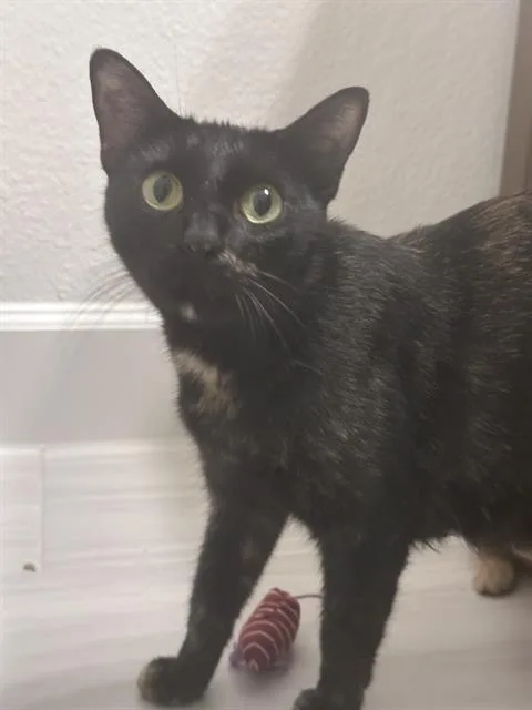 A young large-sized female Domestic Short Hair cat named Tortellini for adoption in Rosenberg, TX