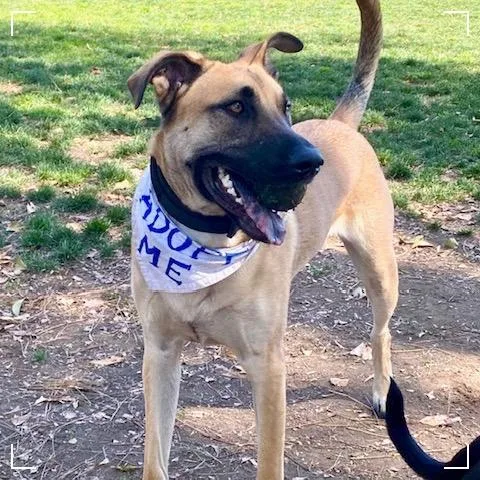 A young medium-sized male Brown / Chocolate German Shepherd Dog dog named Felix for adoption in Upland, CA