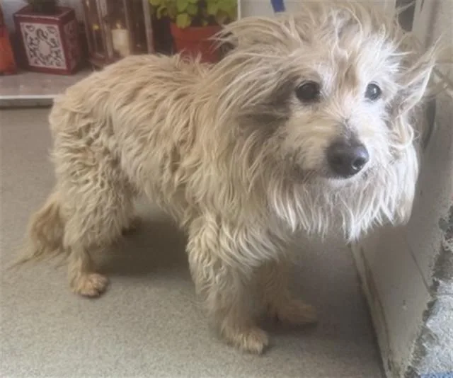 A senior medium-sized male Terrier dog named Benji for adoption in San Bernardino, CA