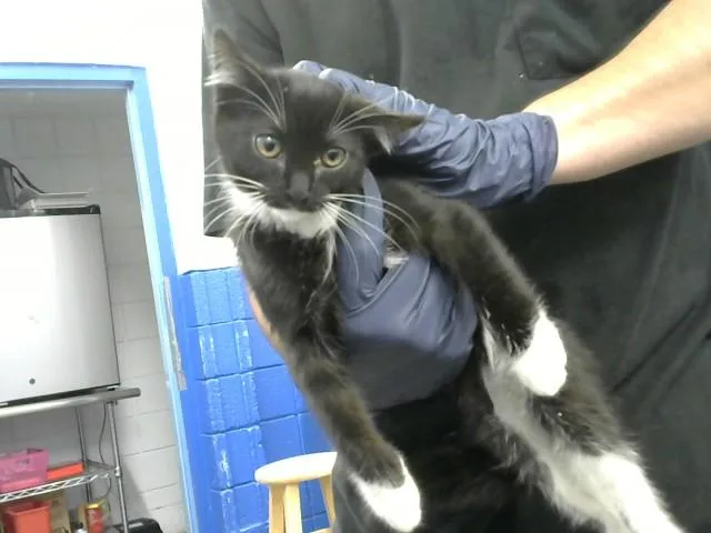 A baby small-sized female Domestic Short Hair cat named Leanardo for adoption in Albuquerque, NM