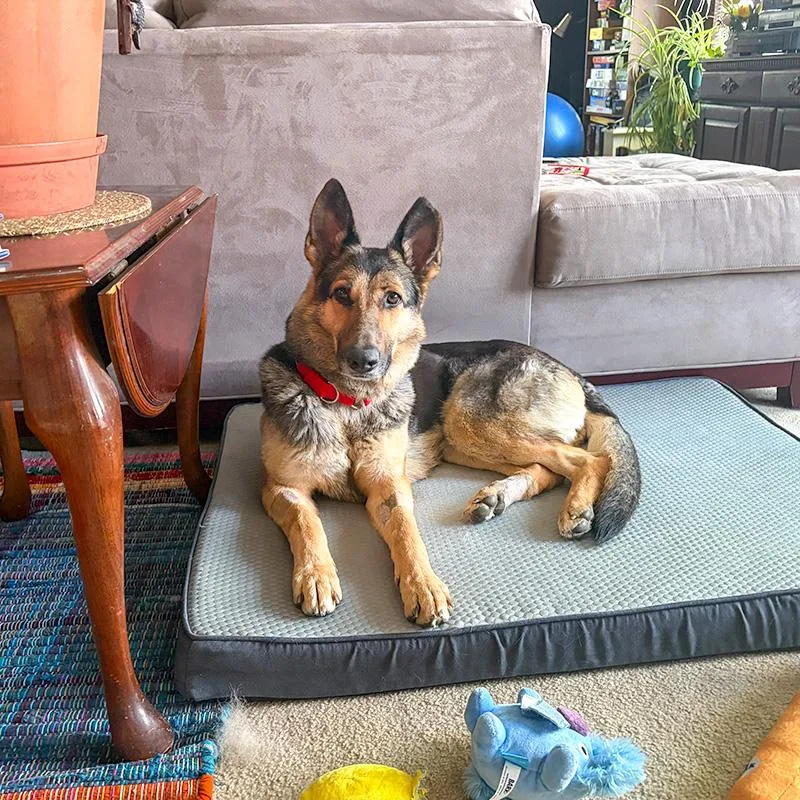 A young medium-sized female Tricolor (Brown, Black, & White) German Shepherd Dog dog named Klara for adoption in Millburn, NJ