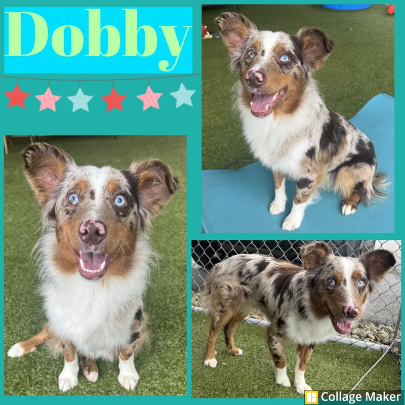 An adult medium-sized male Merle (Red) Australian Shepherd dog named Dobby for adoption in Clearfield, PA