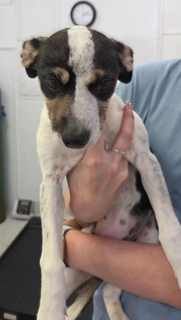 A baby small-sized female Cattle Dog dog named Shayla for adoption in Brookings, OR