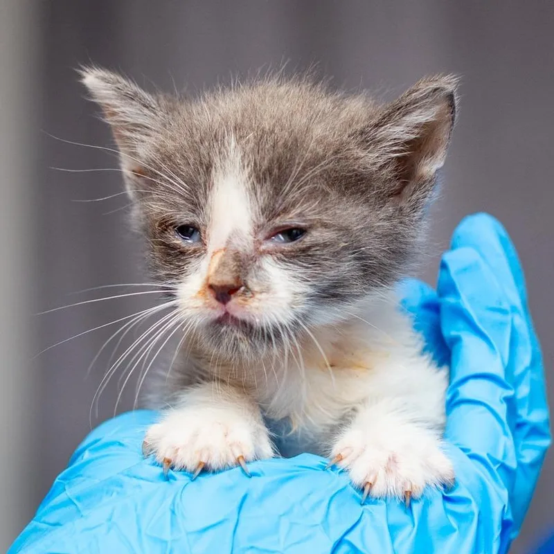 A baby small-sized male Gray / Blue / Silver Domestic Short Hair cat named Jughead for adoption in Hattiesburg, MS