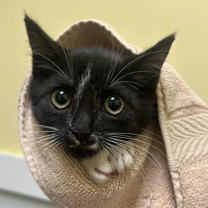 A baby small-sized male Black Domestic Short Hair cat named Crowley for adoption in Charlottesville, VA
