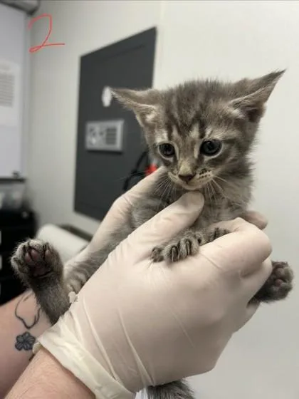 A baby small-sized male Domestic Short Hair cat named Lewis for adoption in West Chester, PA
