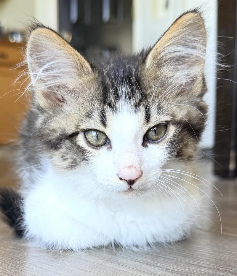 Max