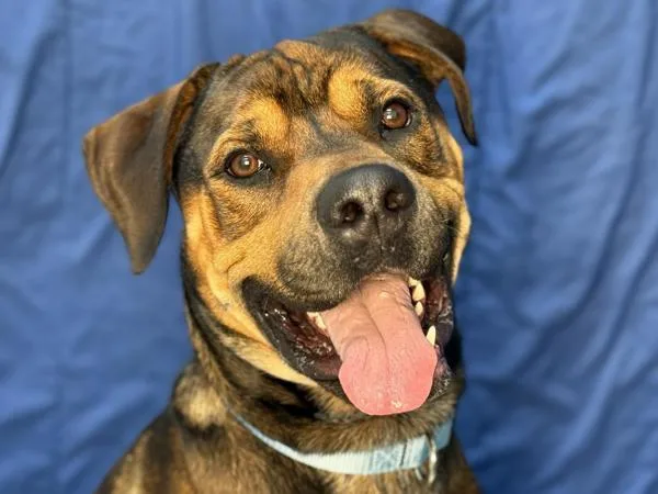 An adult large-sized male Mastiff dog named Polo for adoption in Portland, OR