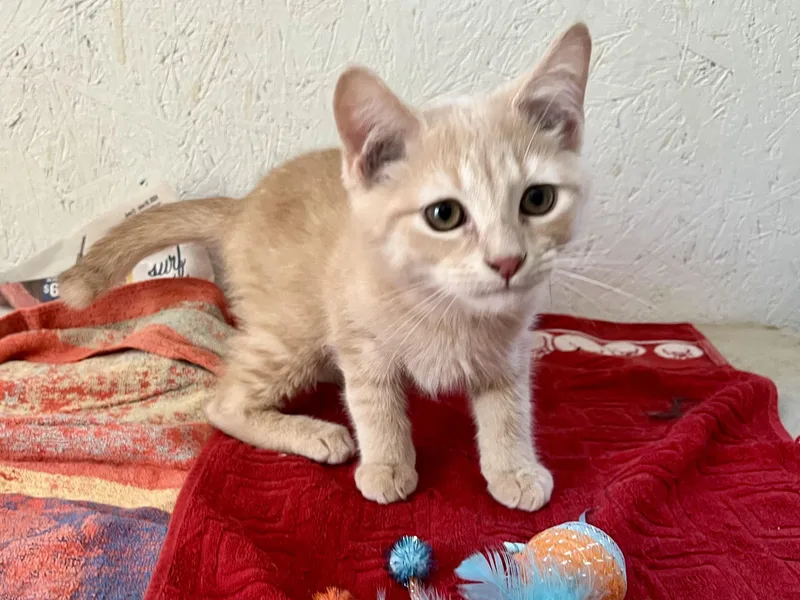 A baby medium-sized male Buff / Tan / Fawn Domestic Short Hair cat named Wodan for adoption in Stuart, VA