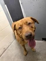 A young large-sized male Golden German Shepherd Dog dog named Kodi for adoption in Redmond, OR