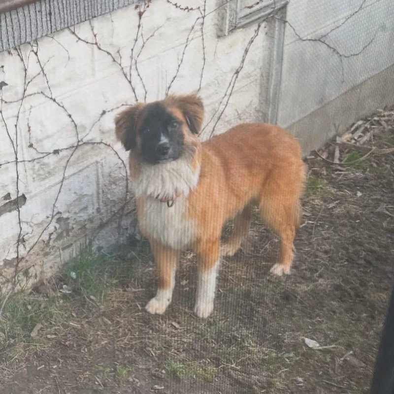 A baby medium-sized male Brown / Chocolate Shetland Sheepdog / Sheltie dog named Garcia for adoption in West Falls, NY
