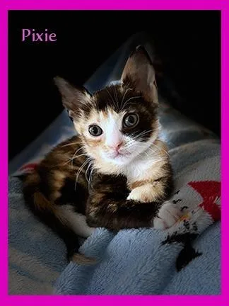 A baby medium-sized female Domestic Short Hair cat named Pixie for adoption in Hoover , AL