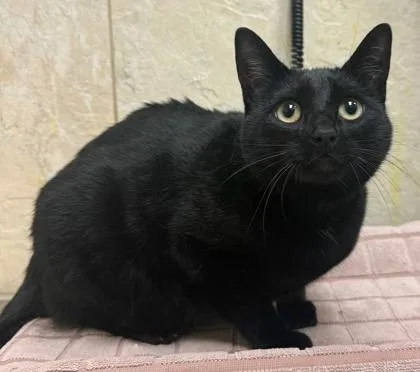 An adult medium-sized female Domestic Short Hair cat named Feyre for adoption in Honolulu, HI