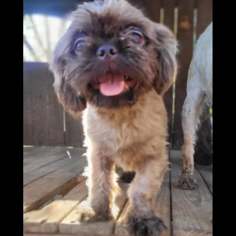 A young small-sized female Shih Tzu dog named KEESHA in RHODE ISLAND for adoption in West Warwick, RI