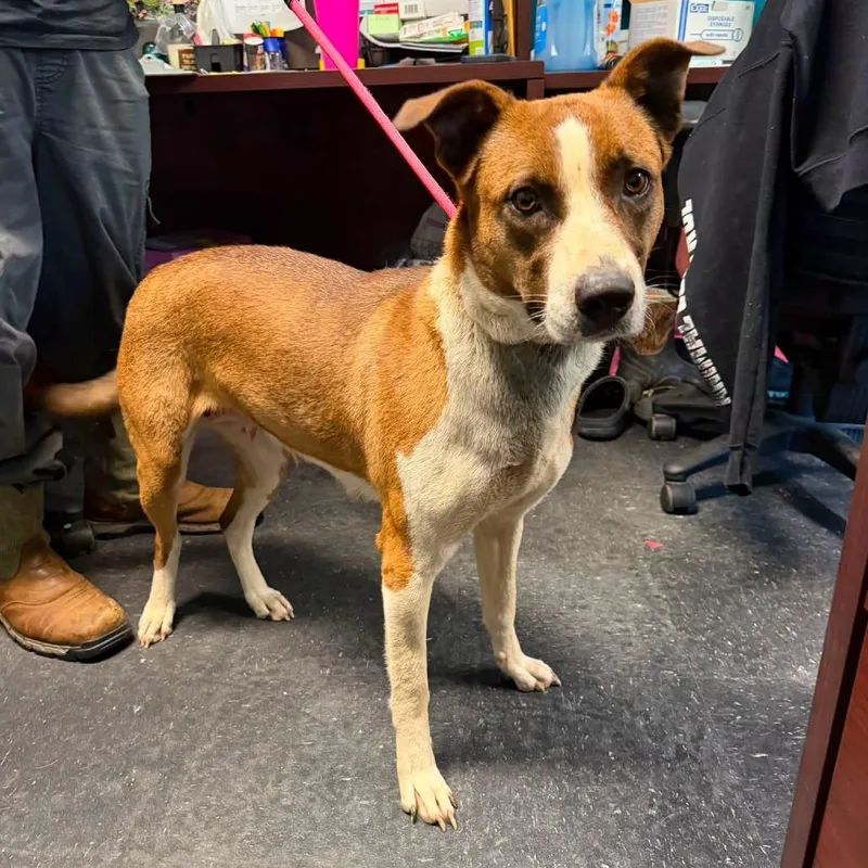 An adult medium-sized female Brown / Chocolate Terrier dog named Dolly for adoption in Berkeley Springs, WV