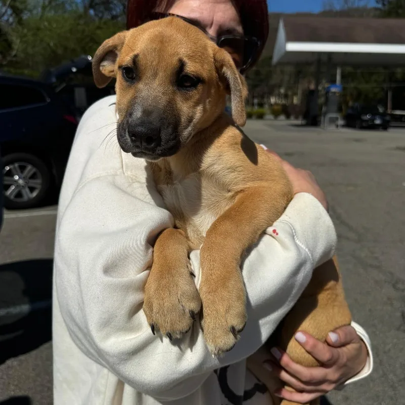 A baby medium-sized female Yellow / Tan / Blond / Fawn Treeing Walker Coonhound dog named Ny Lindy Avail Apr for adoption in Stormville, NY