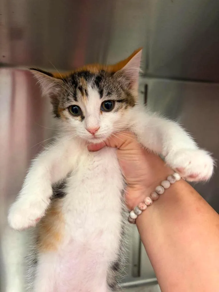 A baby medium-sized female Domestic Short Hair cat named Amazon for adoption in Republic, MO